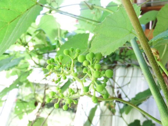 Baby grapes