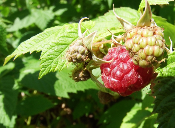 Red raspberry