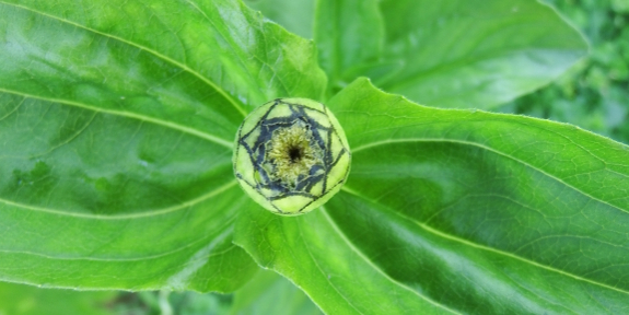 Zinnia bud