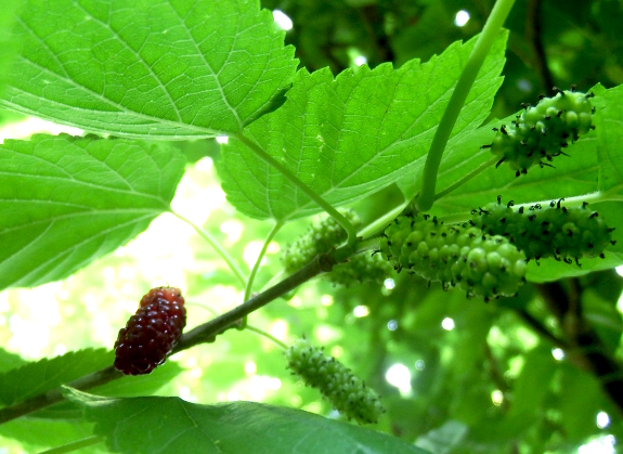 Illinois everbearing mulberry