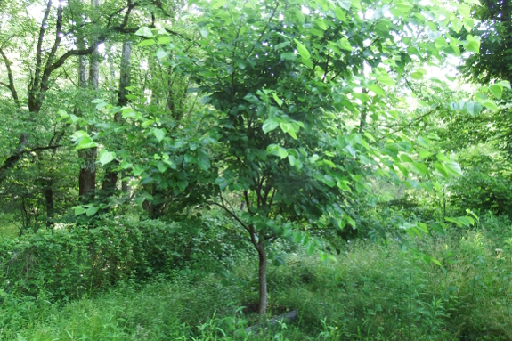 Mulberry tree