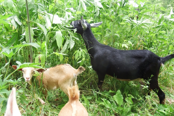 Goats eating ragweed