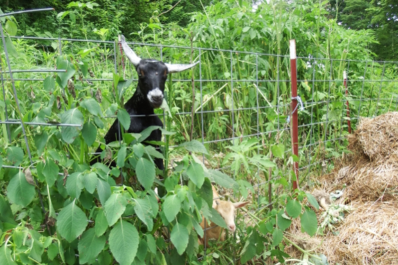 Grazed goat pasture