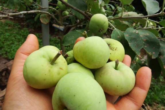 June drop apples