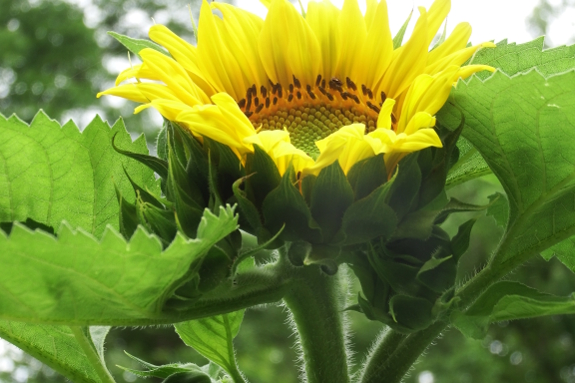Opening sunflower
