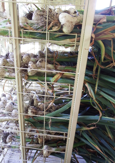 Curing garlic