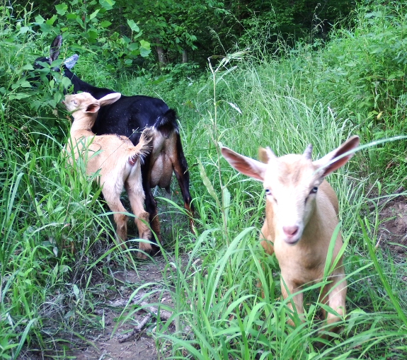 Goat family