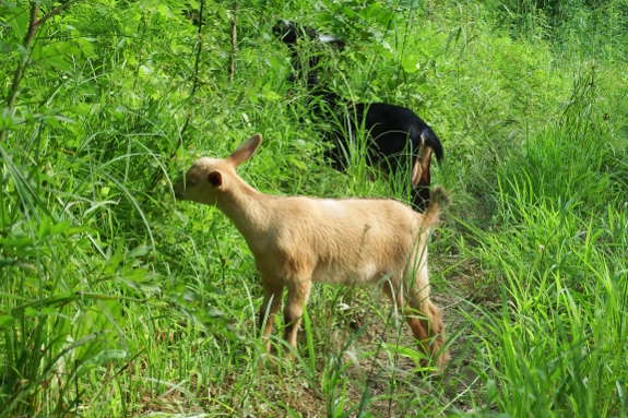 Grazing goats