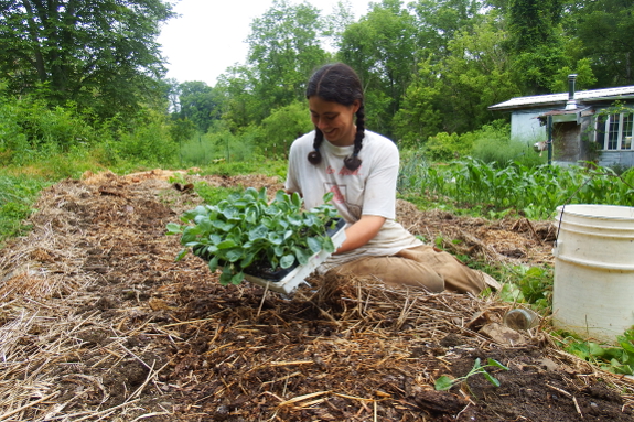 brussels sprout plants