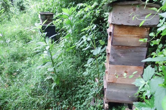 Apiary