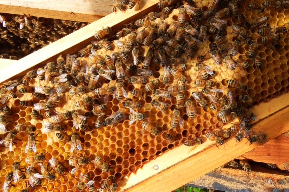 Bee brood