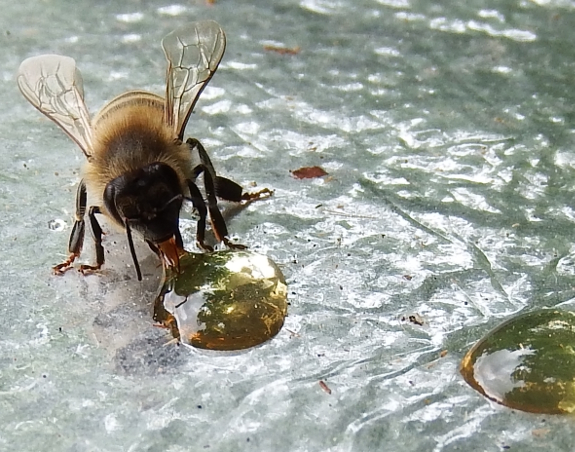 Bee drinking honey