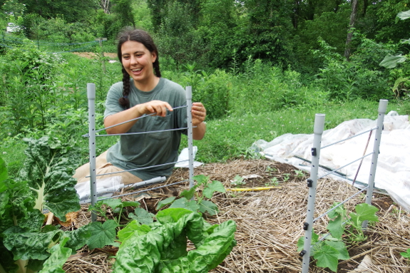 Anna using plant-scapers on a cucumber plant