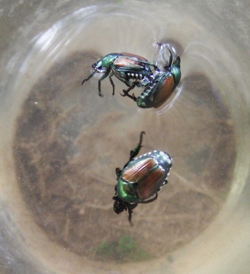 Japanese beetles