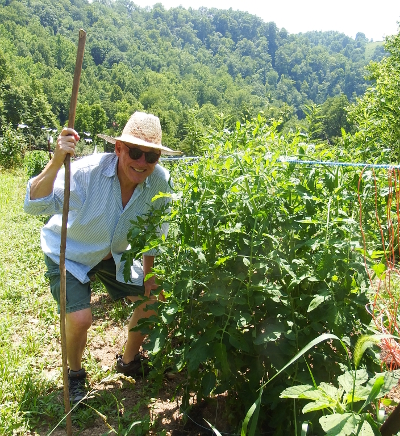 Tomato bush