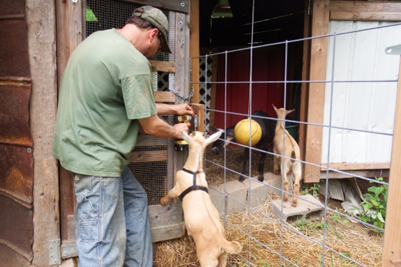 Working with goats