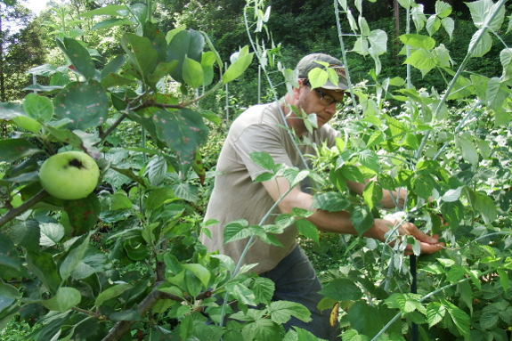tie down vines of berries