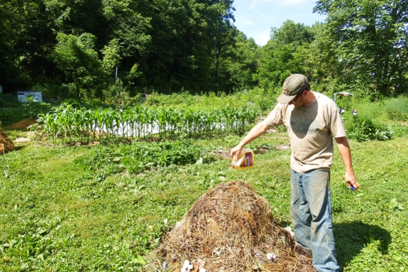 Urine on the compost pile