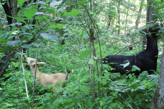 Dining goats