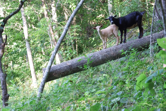 Goats on a log