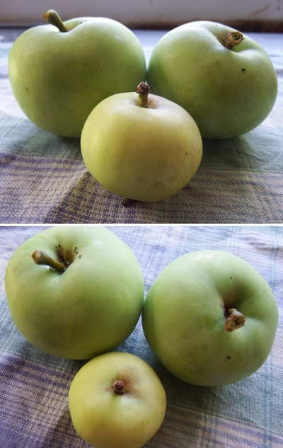 June apples