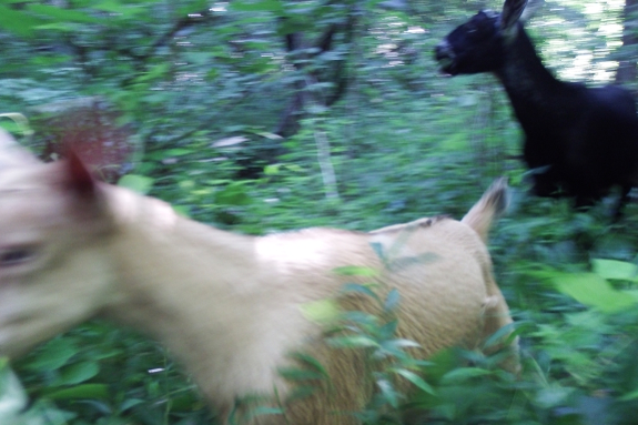 Rushing goats