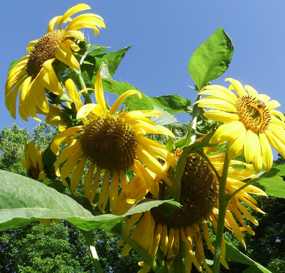 Four sunflowers
