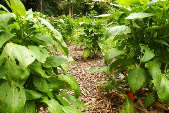 Pepper plants