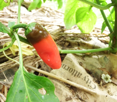 Ripening pepper