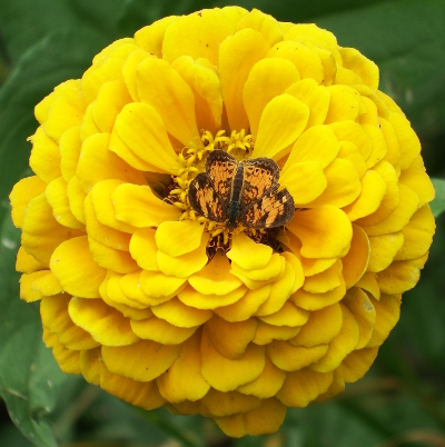 Zinnia with butterfly