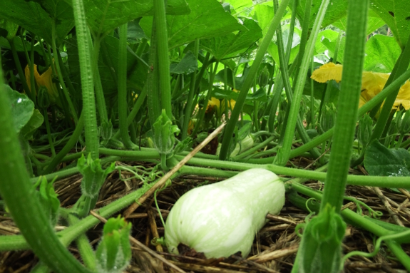 Butternut patch