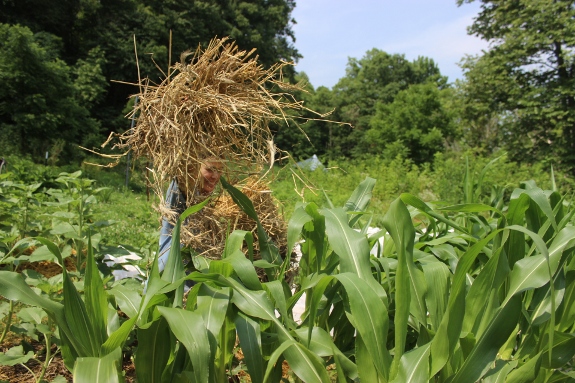 Anna mulching field corn