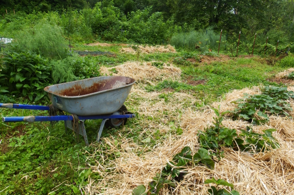 Rainy gardening