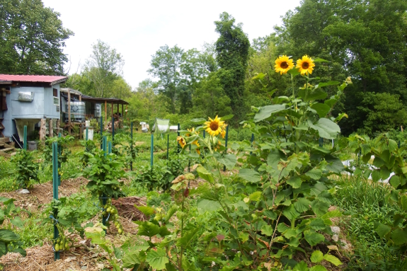 Sunflowers