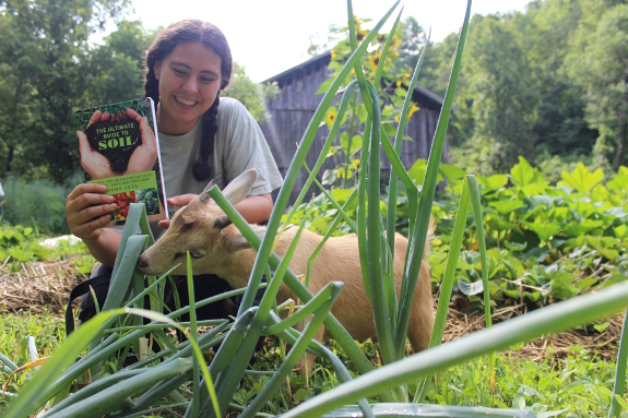 Goat eating onions