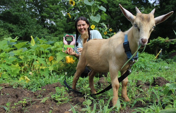 Goat in garden