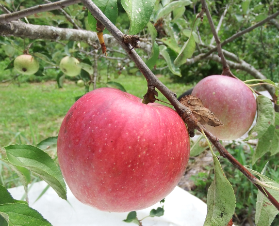 Red summer apple