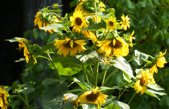 Sunflowers