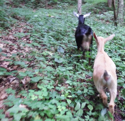 Following goats