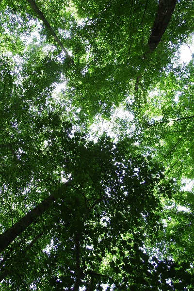 Summer canopy