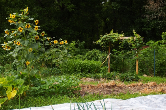 Bare garden bed