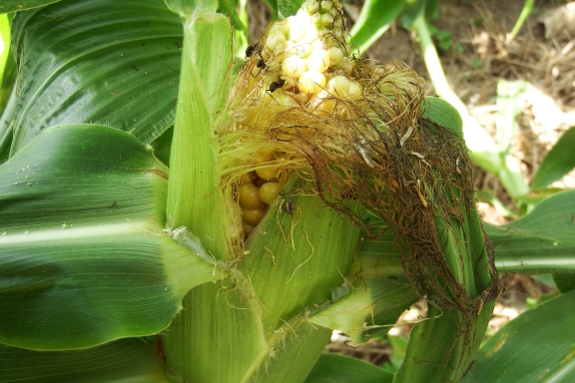 Ripe sweet corn