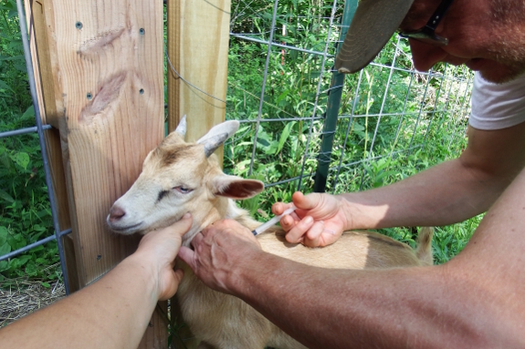 Giving a goat a shot