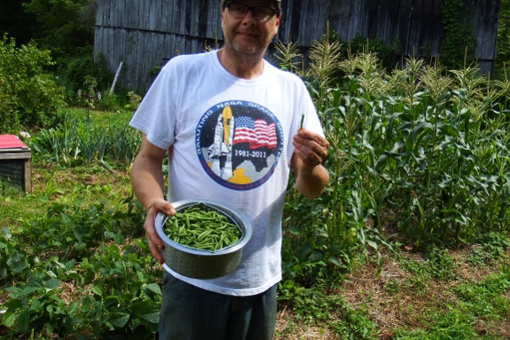 Masai bean harvest