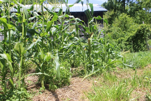 Some of the corn was impacted by high winds.