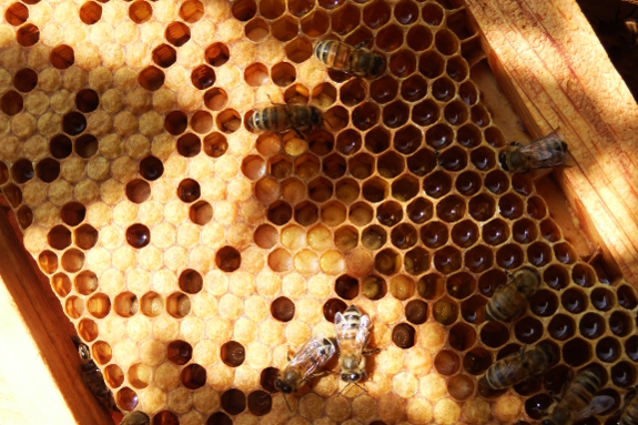 How Do Bees Make Honey? It's Complicated