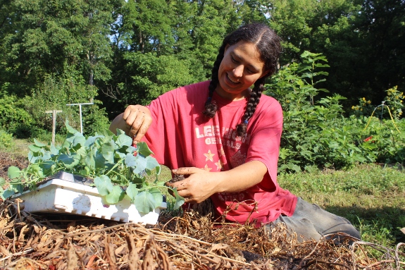 Anna planting new broccoli starts for the Fall garden.