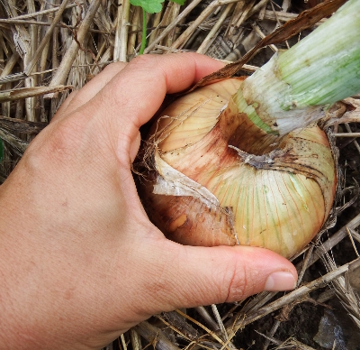 Storage onion