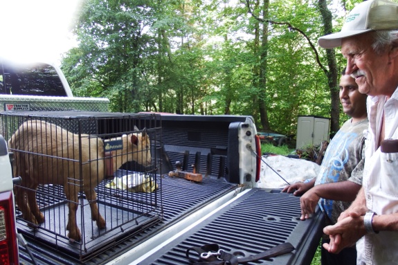 Punkin meets his new owner.
