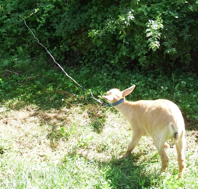 Goat pulling against its leash